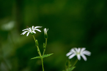 fresh green summer spring foliage textured background with blur