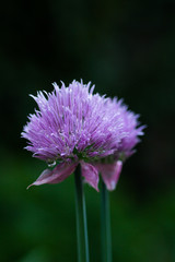 Blooming decorative onions in the garden