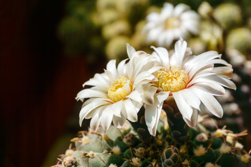 beautiful white flowers of blooming cactus Gymnocalycium schroederianum
