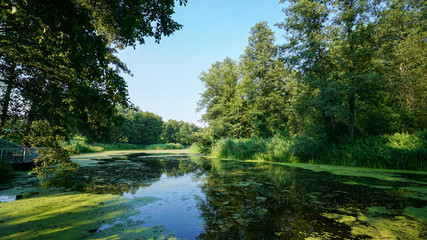 Fototapeta na wymiar Swampy river in the forest of Bobrovsky reservation in Voronezh Region in Russia.