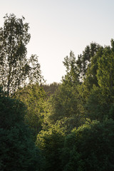 Obraz premium summer sun lit green forest park for relaxsation