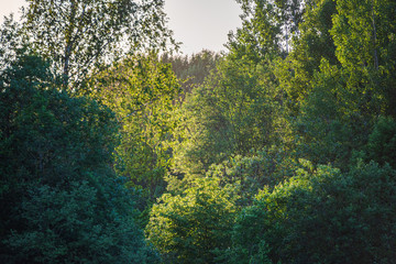 Obraz premium summer sun lit green forest park for relaxsation