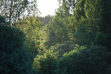 summer sun lit green forest park for relaxsation