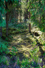 fresh green summer spring foliage textured background with blur