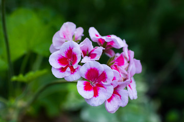 Blooming flowers of white and pink geraniums