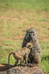Beautiful monkeys in Africa. Animal world