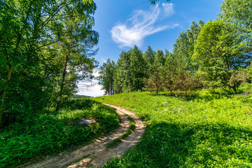 summer sun lit green forest park for relaxsation
