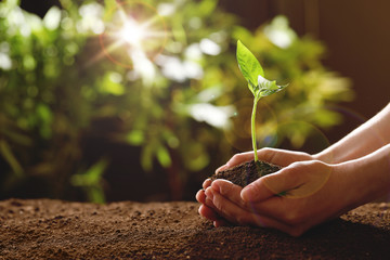 Woman holding young green seedling in soil against blurred background, closeup with space for text