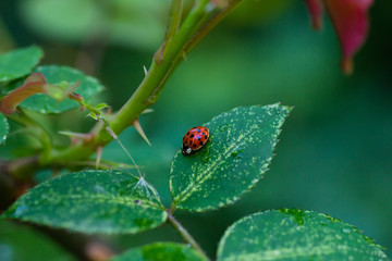 Ladybug on rose leaves close up
