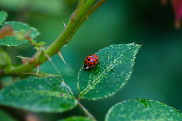 Ladybug on rose leaves close up