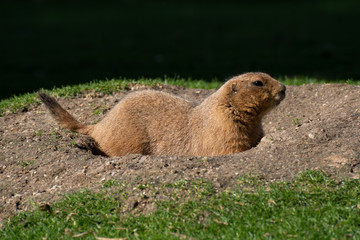 Perrito de la pradera