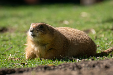 Perrito de la pradera