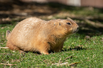 Perrito de la pradera