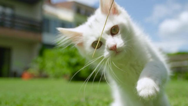 CLOSE UP, DOF, SLOW MOTION: Cute white cat uses its claws to bite the stem of grass with its sharp tiny teeth. Unrecognizable person teasing the newly adopted baby kitten with a dry stalk of grass.