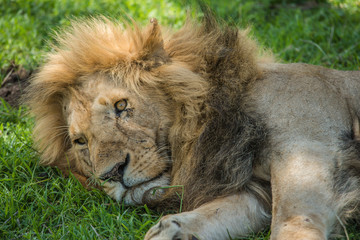 Beautiful lion in Africa. Animal world