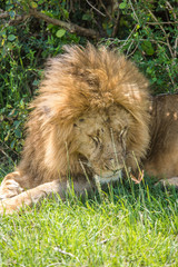 Beautiful lion in Africa. Animal world