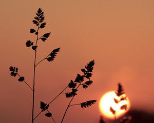 夕陽を浴びる雑草（Weeds Soak up the setting sun）
