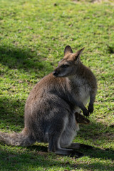 wallaby de bennet