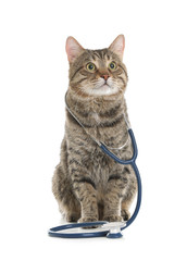 Cute cat with stethoscope as veterinarian doc on white background