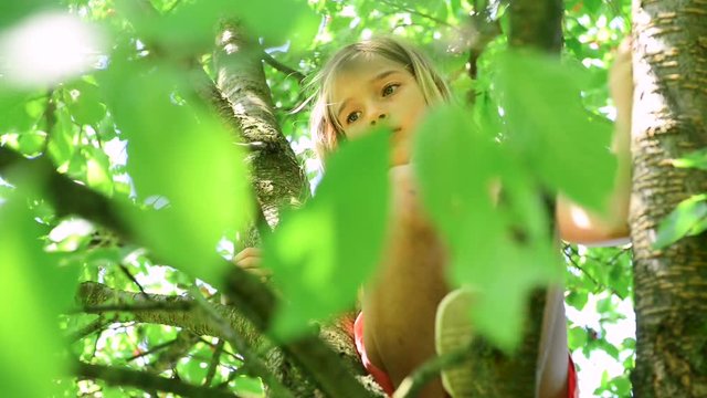Child girl climbing on cherry tree