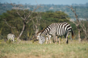Fototapeta na wymiar Beautiful zebras in Africa. Animal world