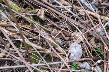 old dry vegetation texture in autumn nature