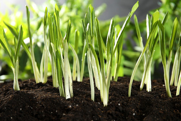 Fresh wild garlic or ramson growing in garden, closeup