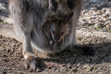 wallaby de bennet - joey in a pouch