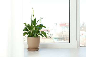 Pot with peace lily on windowsill, space for text. House plant