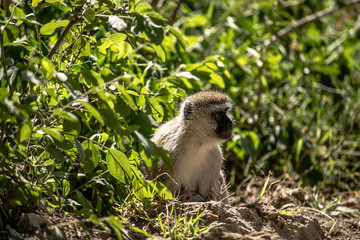 Beautiful monkeys in Africa. Animal world