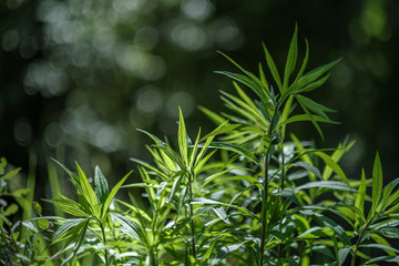 fresh green summer spring foliage textured background with blur