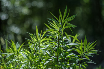 fresh green summer spring foliage textured background with blur