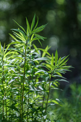 fresh green summer spring foliage textured background with blur