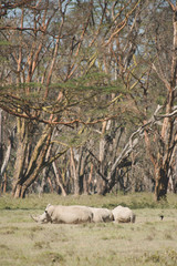Beautiful rhinoceroses in Africa. Animal world