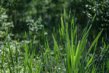 fresh green summer spring foliage textured background with blur