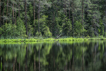 deep dark forest lake with reflections of trees and green foliage