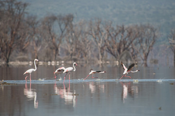 Beautiful storks in Africa. Vegetable and animal world