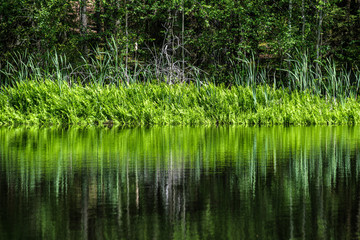 deep dark forest lake with reflections of trees and green foliage