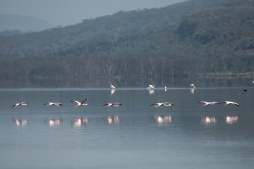 Beautiful storks in Africa. Vegetable and animal world