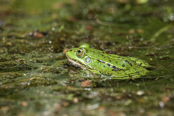 Latvian green frog resting in sun in a lake on water surface. Pelophylax kl. esculentus.