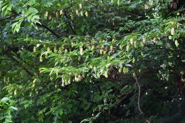 Japanese hornbeam fruits