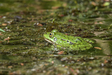 Latvian green frog resting in sun in a lake on water surface. Pelophylax kl. esculentus.