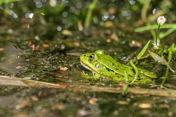 Latvian green frog resting in sun in a lake on water surface. Pelophylax kl. esculentus.