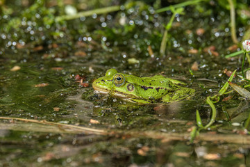 Latvian green frog resting in sun in a lake on water surface. Pelophylax kl. esculentus.
