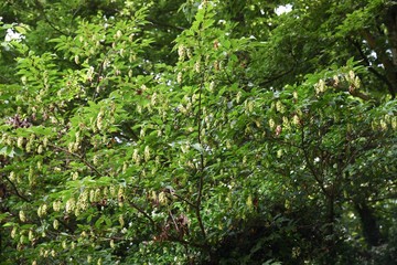 Obraz premium Japanese hornbeam fruits