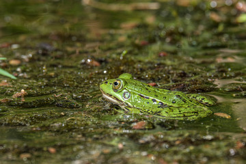 Latvian green frog resting in sun in a lake on water surface. Pelophylax kl. esculentus.