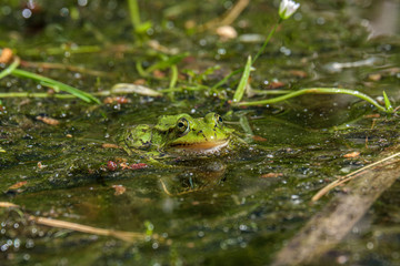 Latvian green frog resting in sun in a lake on water surface. Pelophylax kl. esculentus.