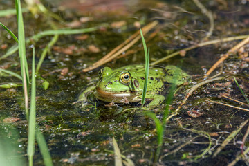 Latvian green frog resting in sun in a lake on water surface. Pelophylax kl. esculentus.