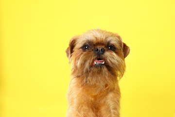 Studio portrait of funny Brussels Griffon dog looking into camera on color background