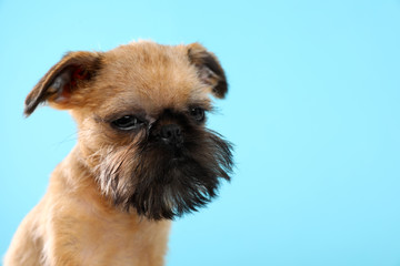 Studio portrait of funny Brussels Griffon dog on color background. Space for text